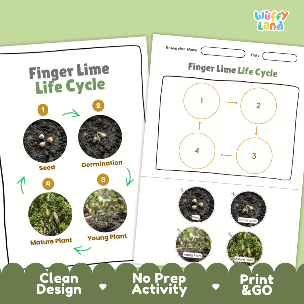 Finger Lime Life Cycle Poster and Cut and Paste Worksheet Activity