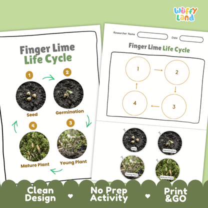 Finger Lime Life Cycle Poster and Cut and Paste Worksheet Activity