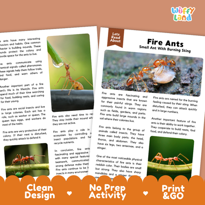 Educational activity sheet from Wiffly Land about fire ants, featuring a colorful ant illustration, text sections, a small printed card, and an orange banner at the bottom that reads 'Clean Design', 'No Prep Activity', and 'Print & Go'.