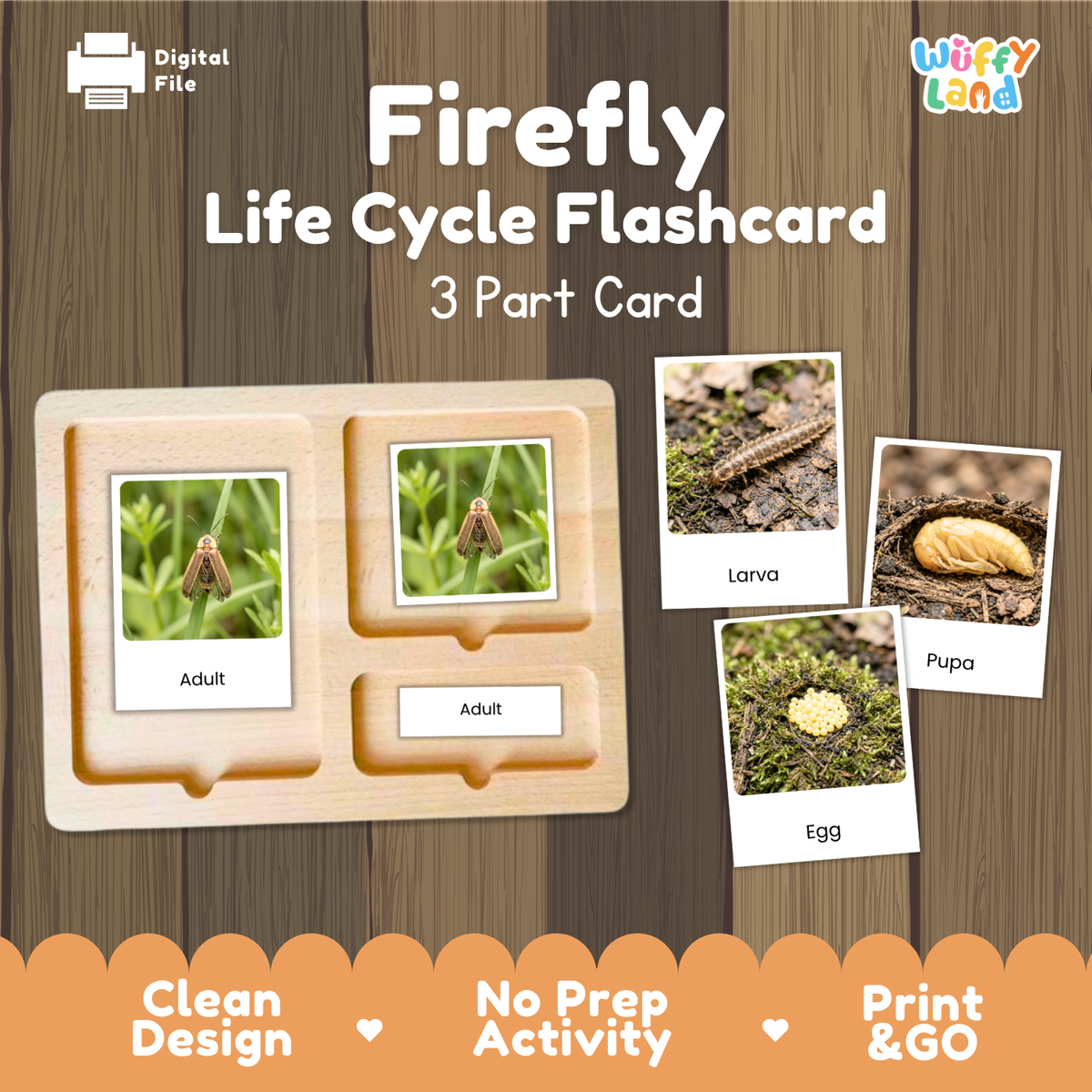 Firefly life cycle flashcard set by Wiffy Land, featuring a wooden 3-part card tray with labeled sections for adult, larva, and pupa, alongside sample flashcards showing firefly images for egg, larva, and pupa. The image is set against a dark wood background with orange informational banners at the bottom.