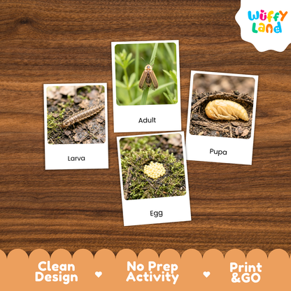 Educational activity cards showing the life cycle of a caterpillar, with labeled photos of a larva, adult, egg, and pupa arranged on a wood-grain background. The brand logo 'Wuffy Land' appears in the top right, and promotional text along the bottom reads 'Clean Design', 'No Prep Activity', and 'Print & GO'.