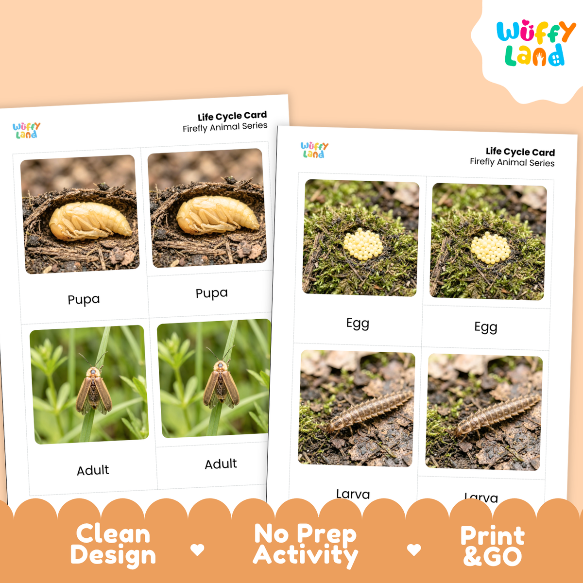 Two printed life cycle animal cards shown on a peach background, with the Wuffy Land logo in the top right and promotional text along the bottom. The cards show labeled photos of pupa, egg, larva, and adult stages.