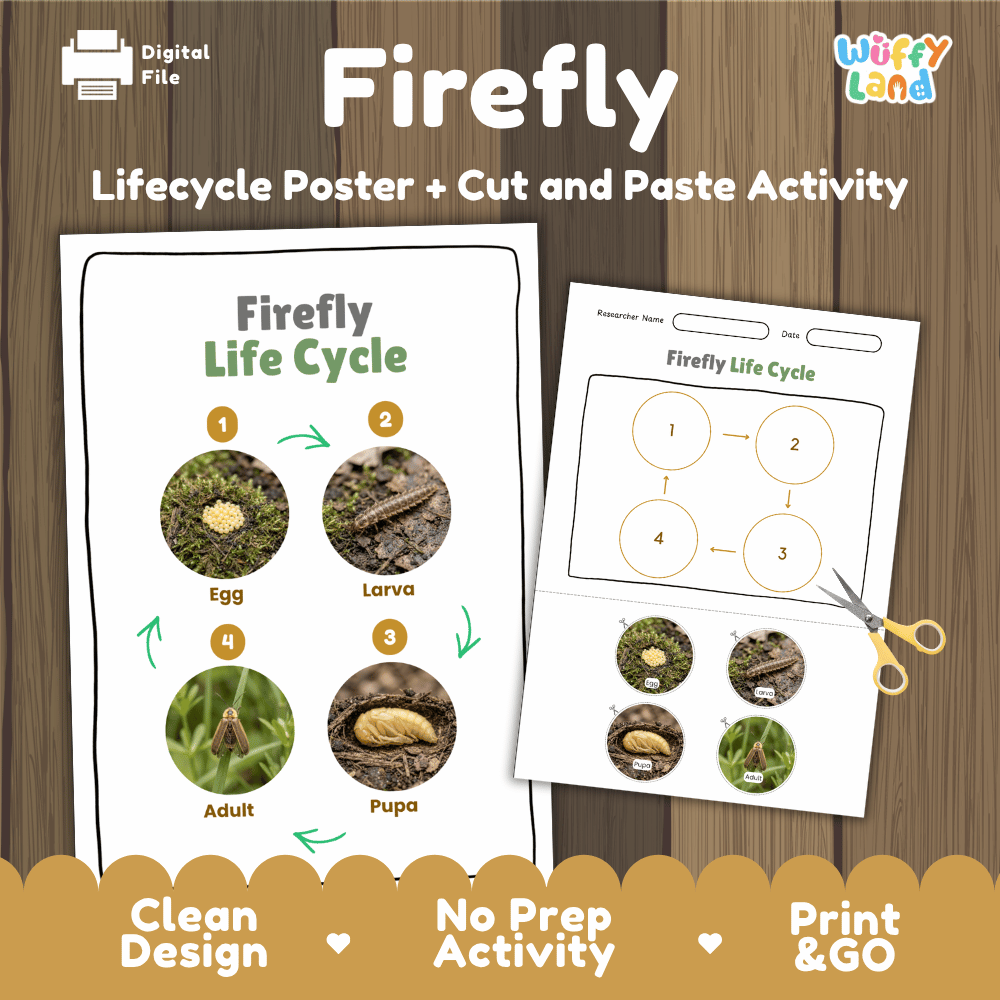 Firefly Life Cycle Poster and Cut and Paste Activity Worksheets