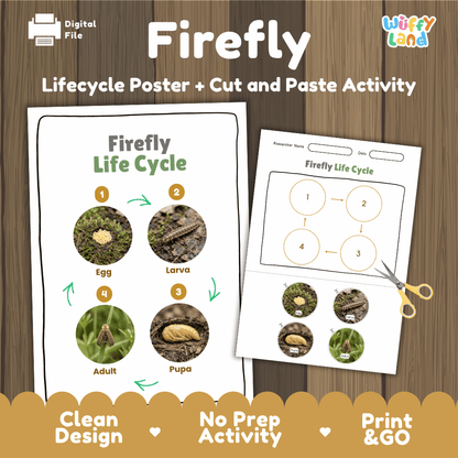 Firefly Life Cycle Poster and Cut and Paste Activity Worksheets