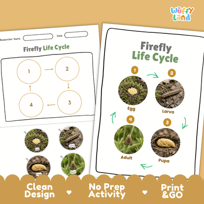 Firefly Life Cycle Poster and Cut and Paste Activity Worksheets