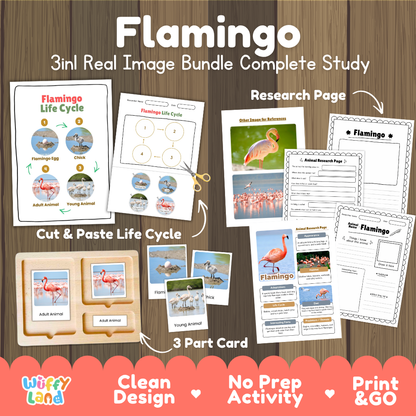 Flamingo 3-in-1 real image bundle complete study cover showing cut and paste life cycle, 3 part cards, and research pages