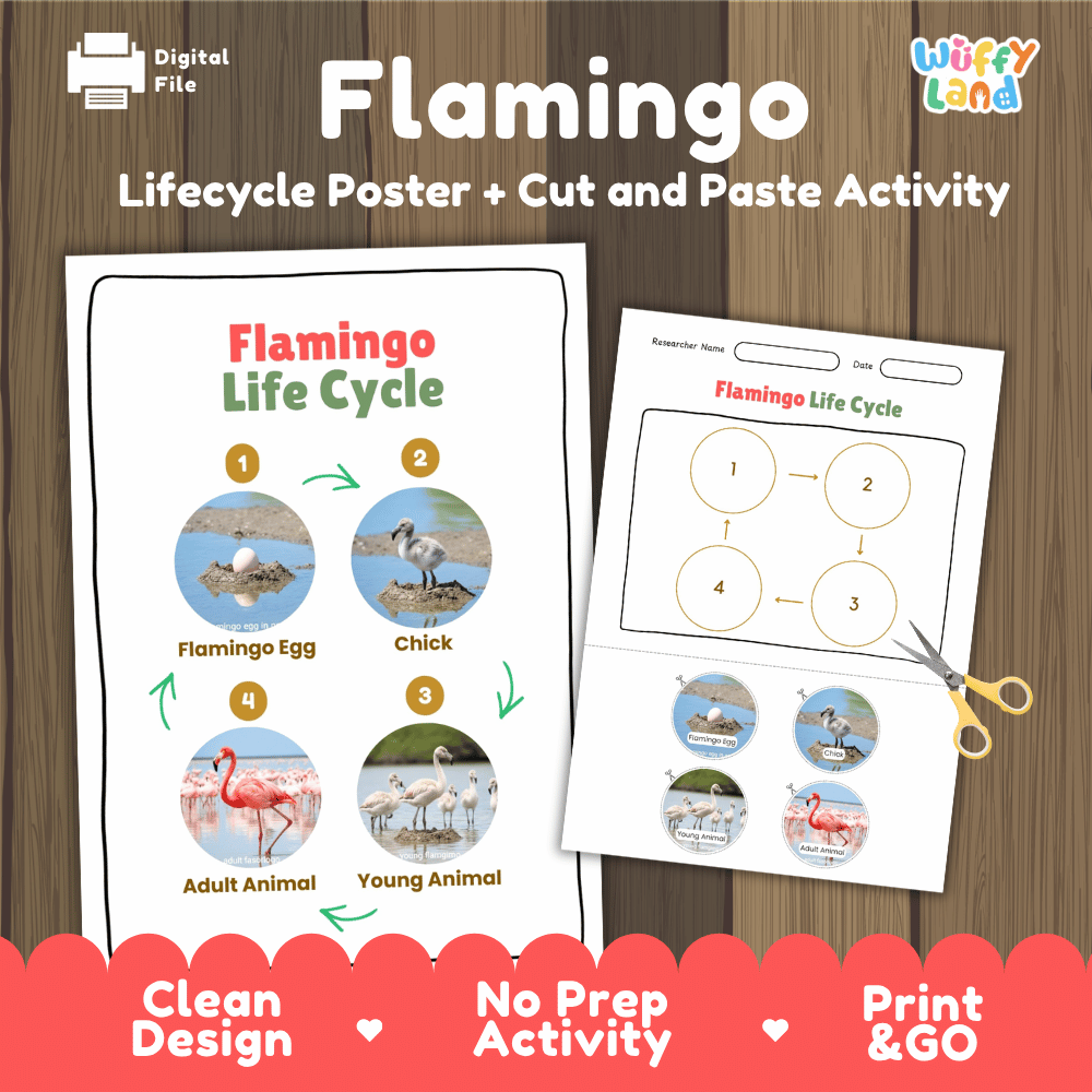 Flamingo Life Cycle Poster and Cut and Paste Activity Worksheets