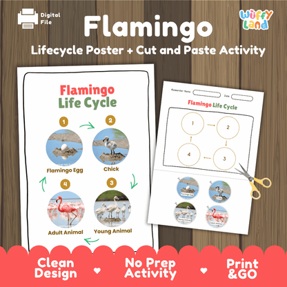 Flamingo Life Cycle Poster and Cut and Paste Activity Worksheets