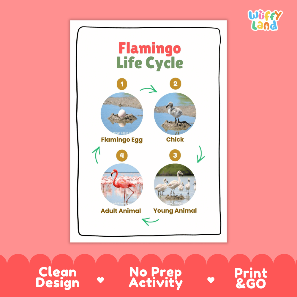 Flamingo Life Cycle Poster and Cut and Paste Activity Worksheets