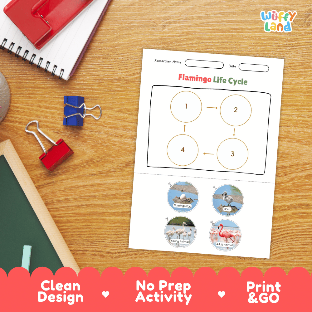 Flamingo Life Cycle Poster and Cut and Paste Activity Worksheets