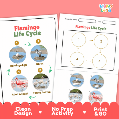 Flamingo Life Cycle Poster and Cut and Paste Activity Worksheets