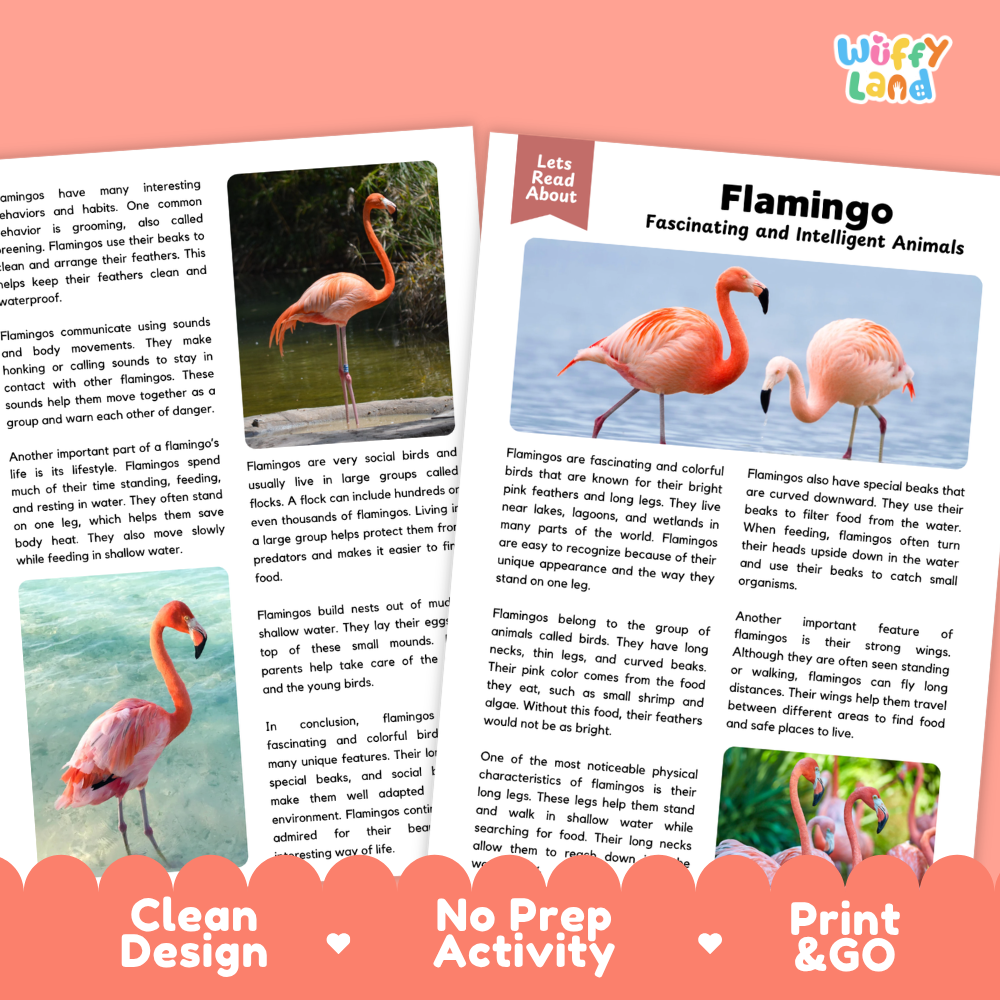 Two educational activity cards for a flamingo-themed lesson, titled 'Fascinating and Intelligent Animals' by Wiffy Land. The cards feature a clean white background with colorful text, a central color photograph of a pink flamingo, and a red border at the bottom with the text 'Clean Design', 'No Prep Activity', and 'Print & GO'.