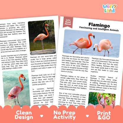 Two educational activity cards for a flamingo-themed lesson, titled 'Fascinating and Intelligent Animals' by Wiffy Land. The cards feature a clean white background with colorful text, a central color photograph of a pink flamingo, and a red border at the bottom with the text 'Clean Design', 'No Prep Activity', and 'Print & GO'.