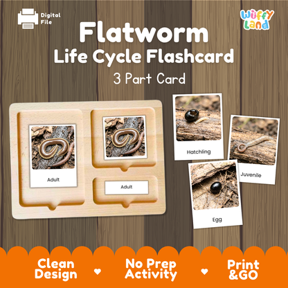 Flatworm Life Cycle Flashcards | 3 Part Cards Biology Activity