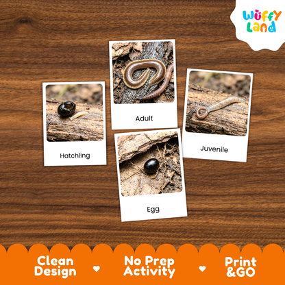 Four educational activity cards about a snake egg hatchling, displayed on a brown wood-grain background. The cards are labeled 'Hatchling', 'Adult', 'Juvenile', and 'Egg' with corresponding photos.
