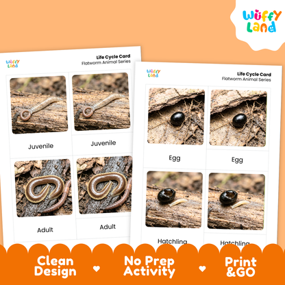 Flatworm Life Cycle Flashcards | 3 Part Cards Biology Activity