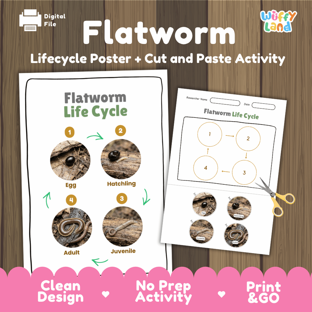 Flatworm Life Cycle Poster and Cut and Paste Activity Worksheets