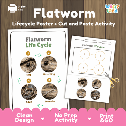 Flatworm Life Cycle Poster and Cut and Paste Activity Worksheets