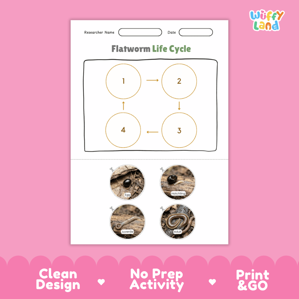 Flatworm Life Cycle Poster and Cut and Paste Activity Worksheets