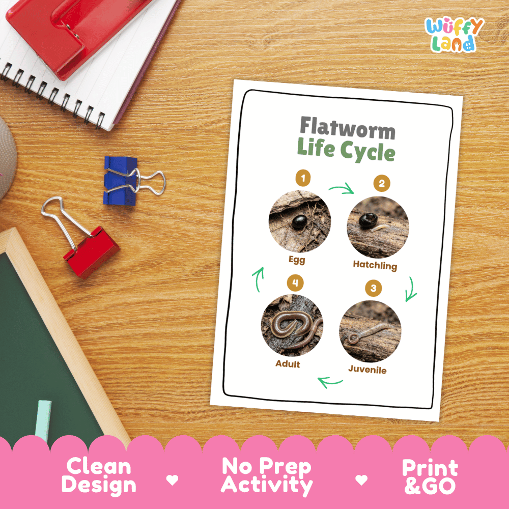 Flatworm Life Cycle Poster and Cut and Paste Activity Worksheets