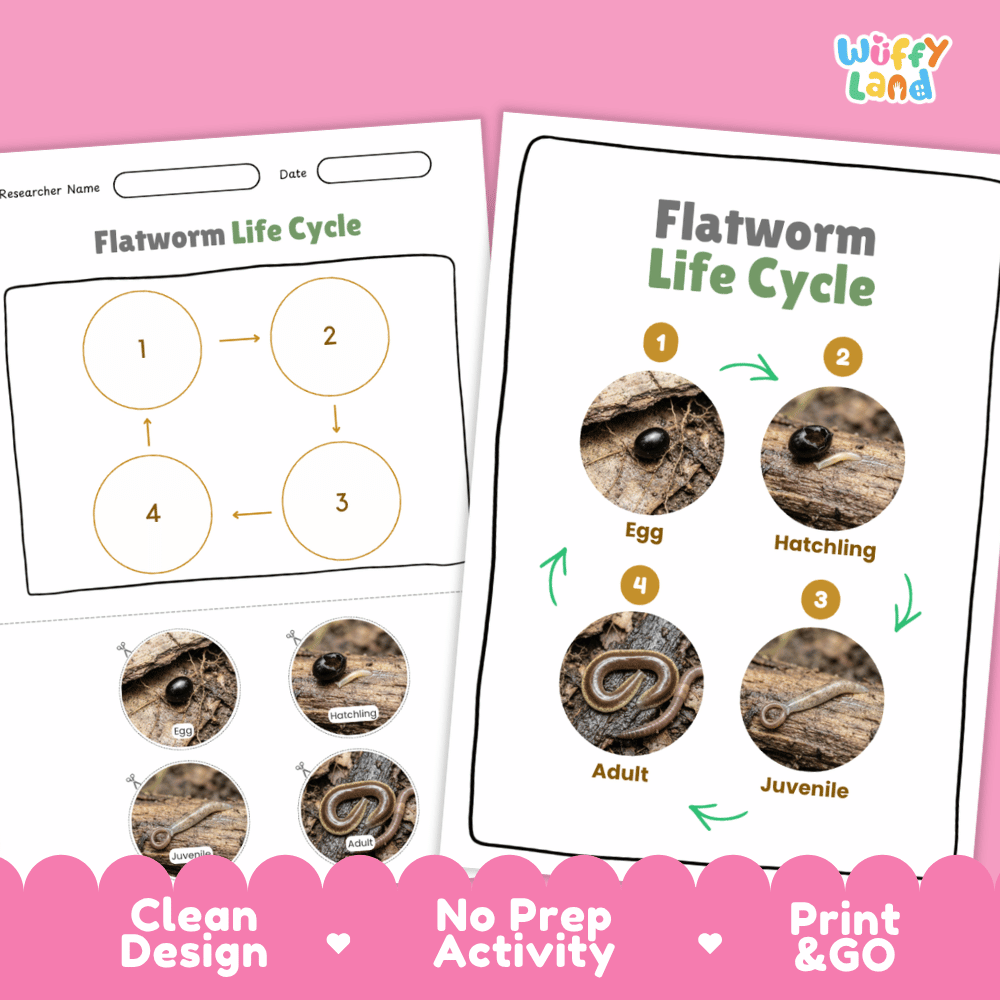Flatworm Life Cycle Poster and Cut and Paste Activity Worksheets