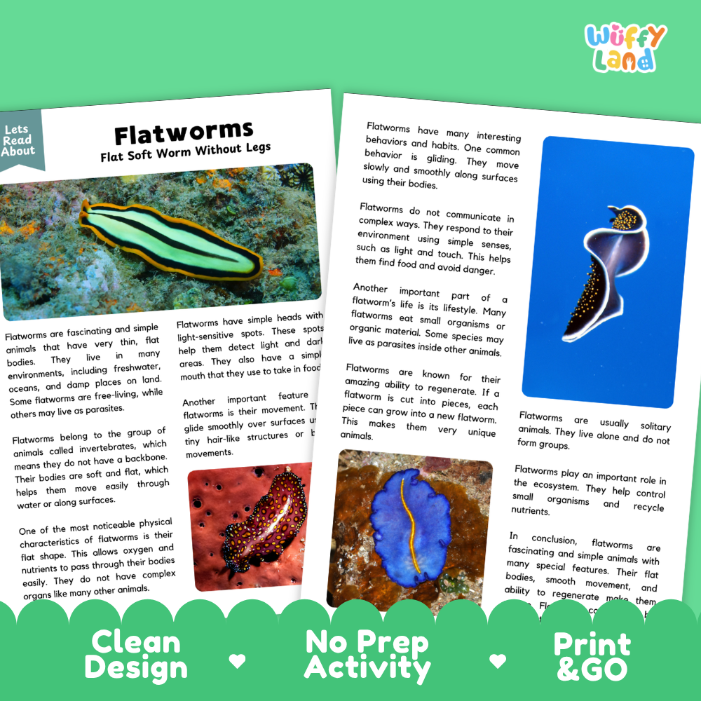 A flatworm educational poster or activity sheet from Wuffy Labs, featuring a colorful diagram of flatworm characteristics, a real flatworm photo, and text sections like 'Clean Design', 'No Prep Activity', and 'Print & GO'.