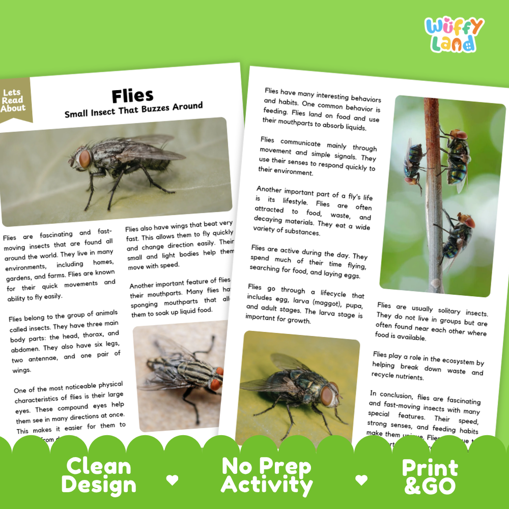 An educational poster about flies, featuring a large text section at the top, a small fact box, a central text block, two small inset photos of flies in a petri dish and on food, and a green footer with the text 'Clean Design', 'No Prep Activity', and 'Print & Go'.