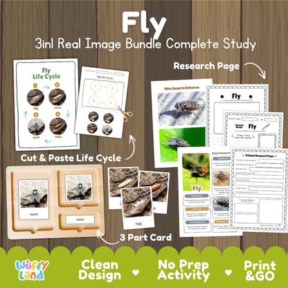 Fly 3-in-1 real image bundle complete study cover showing cut and paste life cycle, 3 part cards, and research pages