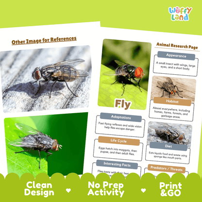 Fly Animal Research Page Worksheets