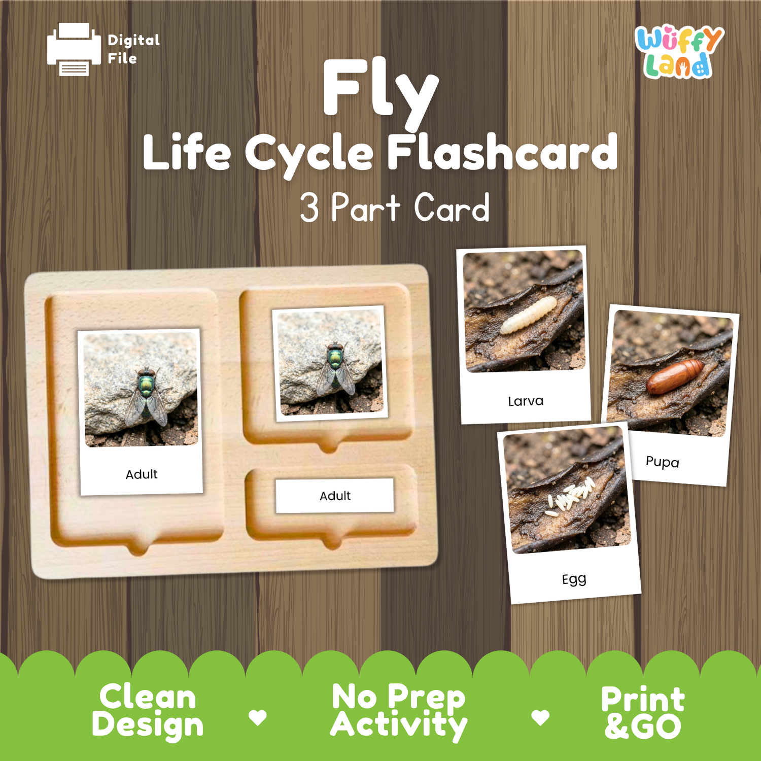Fly life cycle flashcard set by Wiffy Land, featuring a 3-part wooden card tray with labeled sections for adult, larva, and pupa, plus three small inset photos of insect life cycle stages on a wood-textured background.