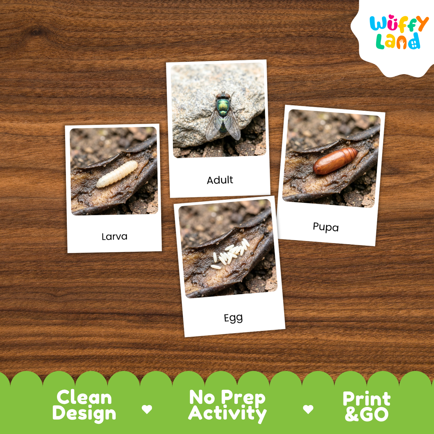 Four labeled photo cards showing the life stages of a fly labeled 'Larva,' 'Adult,' 'Egg,' and 'Pupa,' arranged on a wood surface. The cards are part of an educational activity set by Wuffi Land, with marketing text at the bottom: 'Clean Design,' 'No Prep Activity,' and 'Print & GO.
