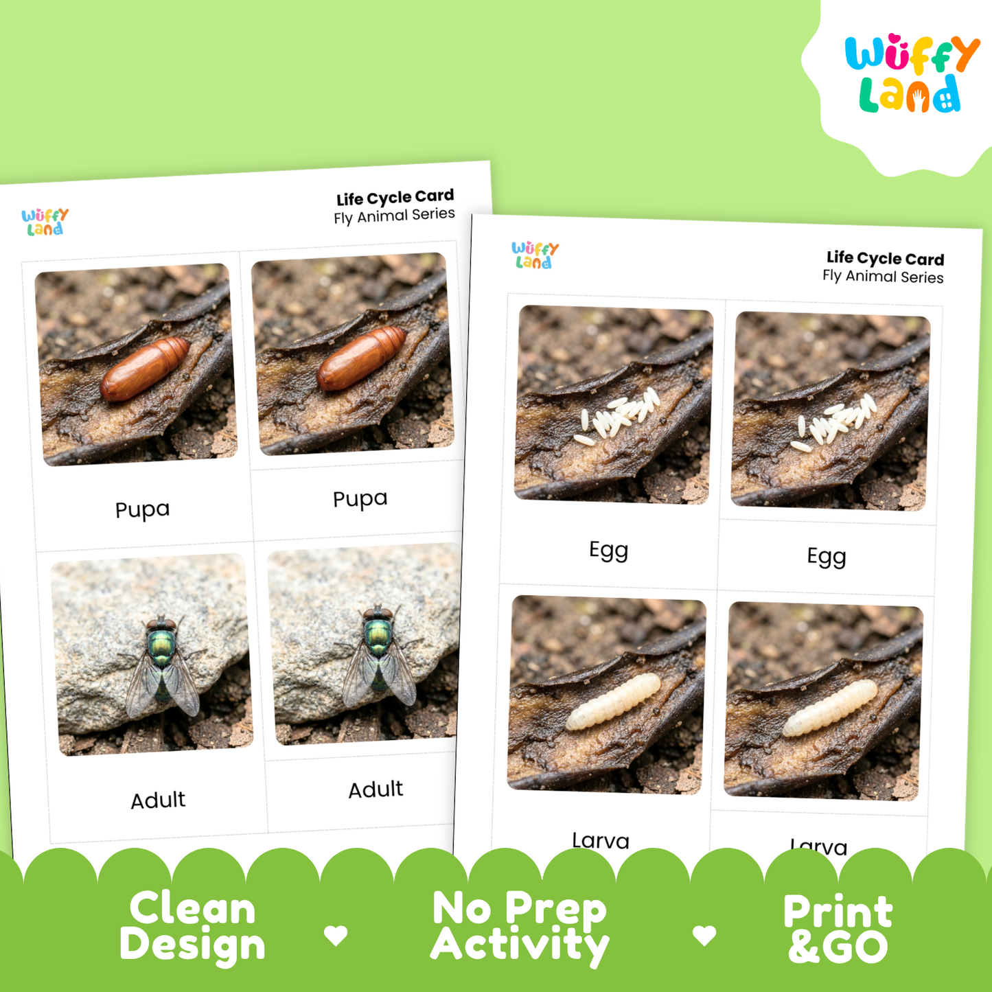 Two printed life cycle cards for a fly animal series shown on a bright green background. The cards show labeled panels for pupa, egg, adult, and larva with small photos of the fly stages.
