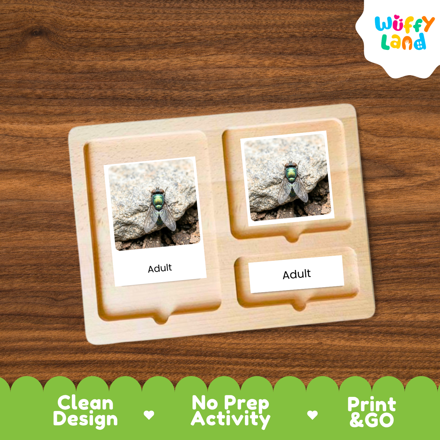 A wooden activity board with two labeled slots reading 'Adult' and a small inset photo of an insect, shown on a wood-grain background. A 'Wuffy Land' logo appears in the top right, and a green banner at the bottom reads 'Clean Design', 'No Prep Activity', and 'Print & GO'.