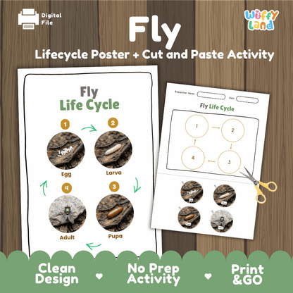 Fly Life Cycle Poster and Cut and Paste Activity Worksheets