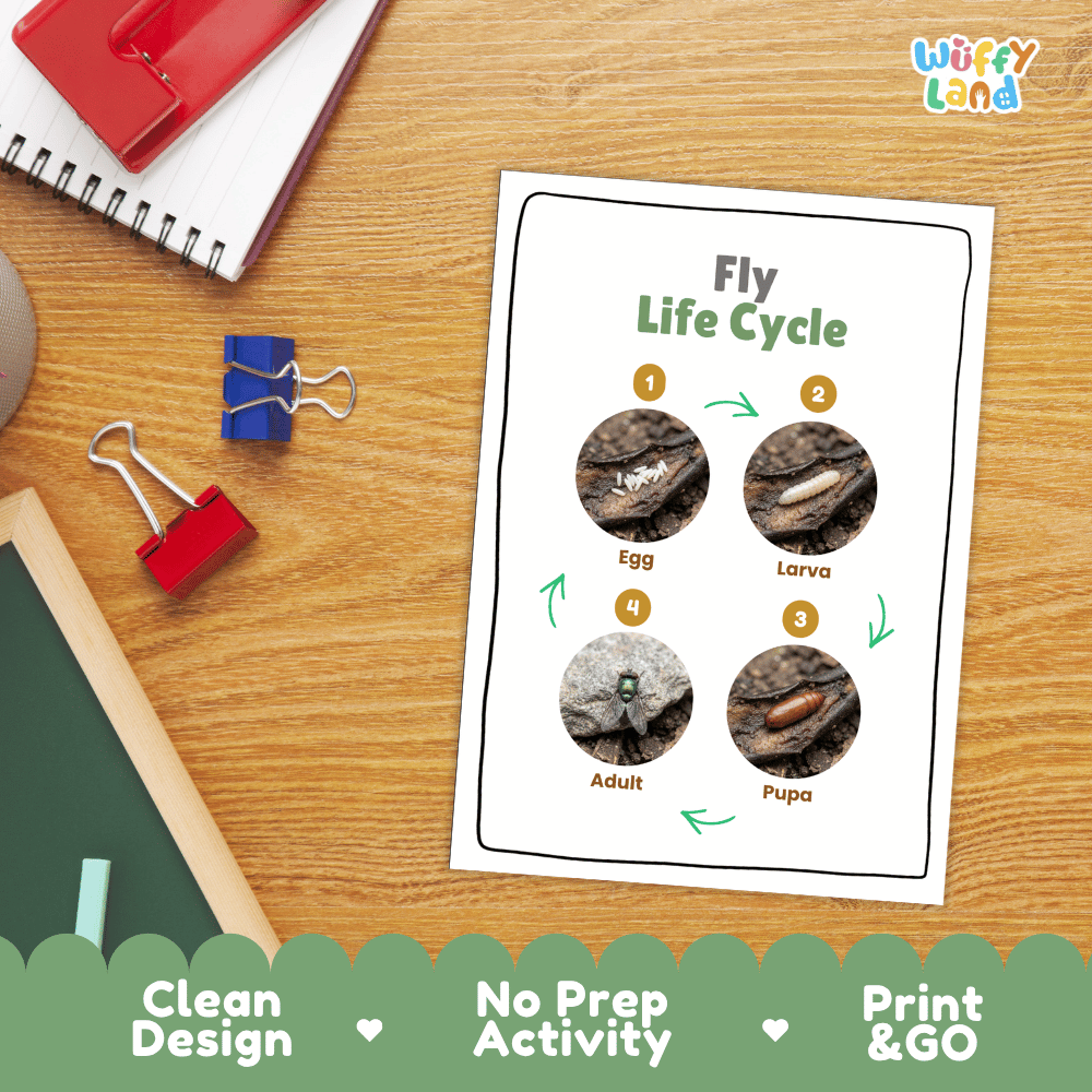 Fly Life Cycle Poster and Cut and Paste Activity Worksheets