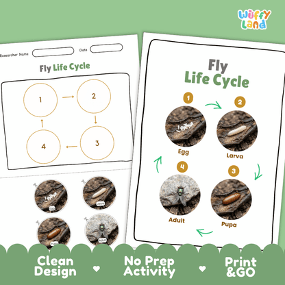 Fly Life Cycle Poster and Cut and Paste Activity Worksheets