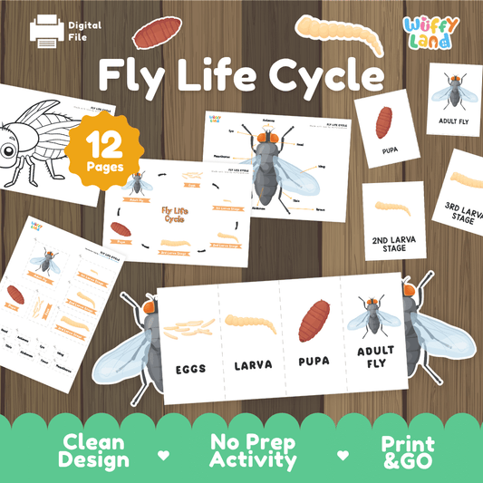 Fly Life Cycle Printable - Educational Science Activity for Kids - Montessori Inspired Learning