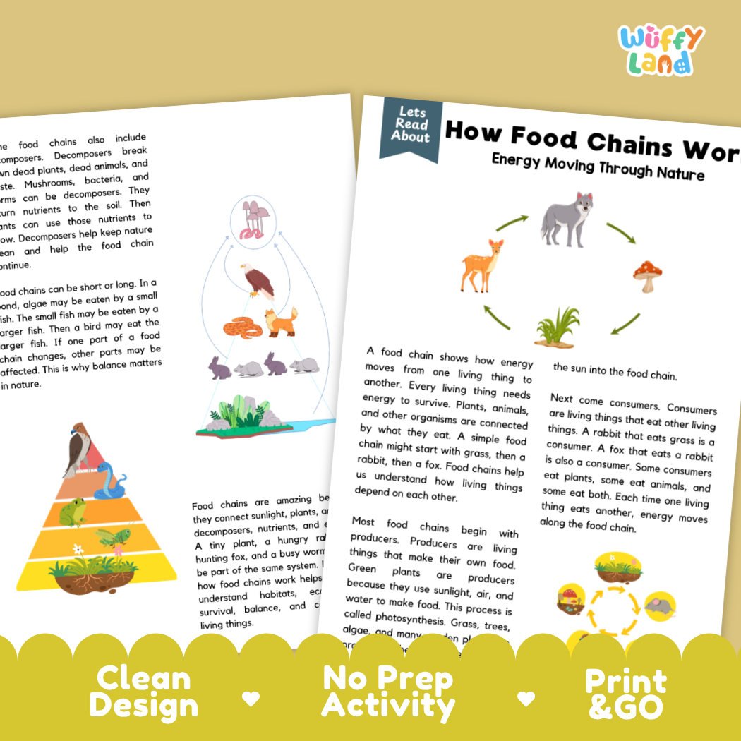Complete teacher answer key worksheet providing detailed model responses for food chain comprehension questions