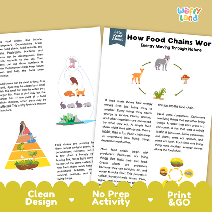 Complete teacher answer key worksheet providing detailed model responses for food chain comprehension questions