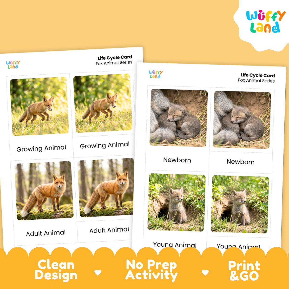 Fox Life Cycle Flashcards | 3 Part Cards Biology Activity