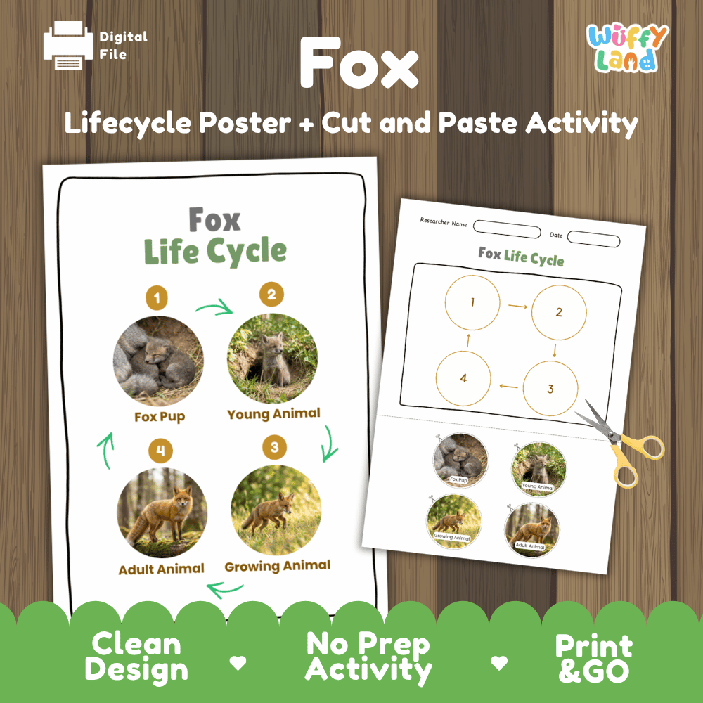 Fox Life Cycle Poster and Cut and Paste Activity Worksheets