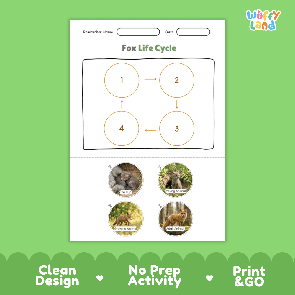 Fox Life Cycle Poster and Cut and Paste Activity Worksheets