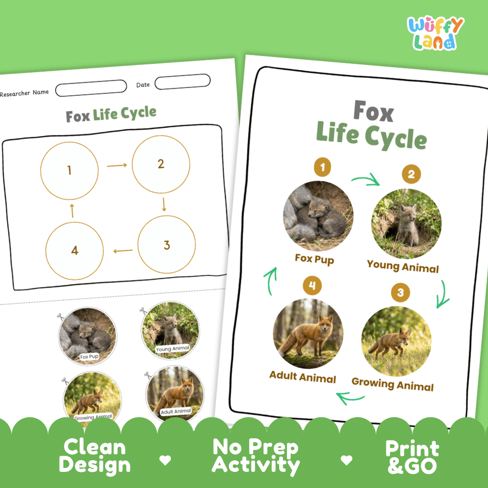 Fox Life Cycle Poster and Cut and Paste Activity Worksheets