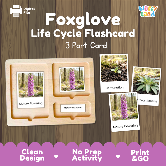 Foxglove Life Cycle Flashcards | 3 Part Cards Montessori Science Activity
