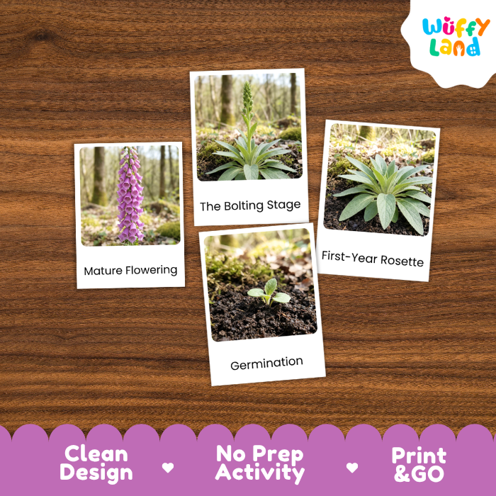 Foxglove Life Cycle Flashcards | 3 Part Cards Montessori Science Activity