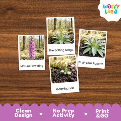 Foxglove Life Cycle Flashcards | 3 Part Cards Montessori Science Activity
