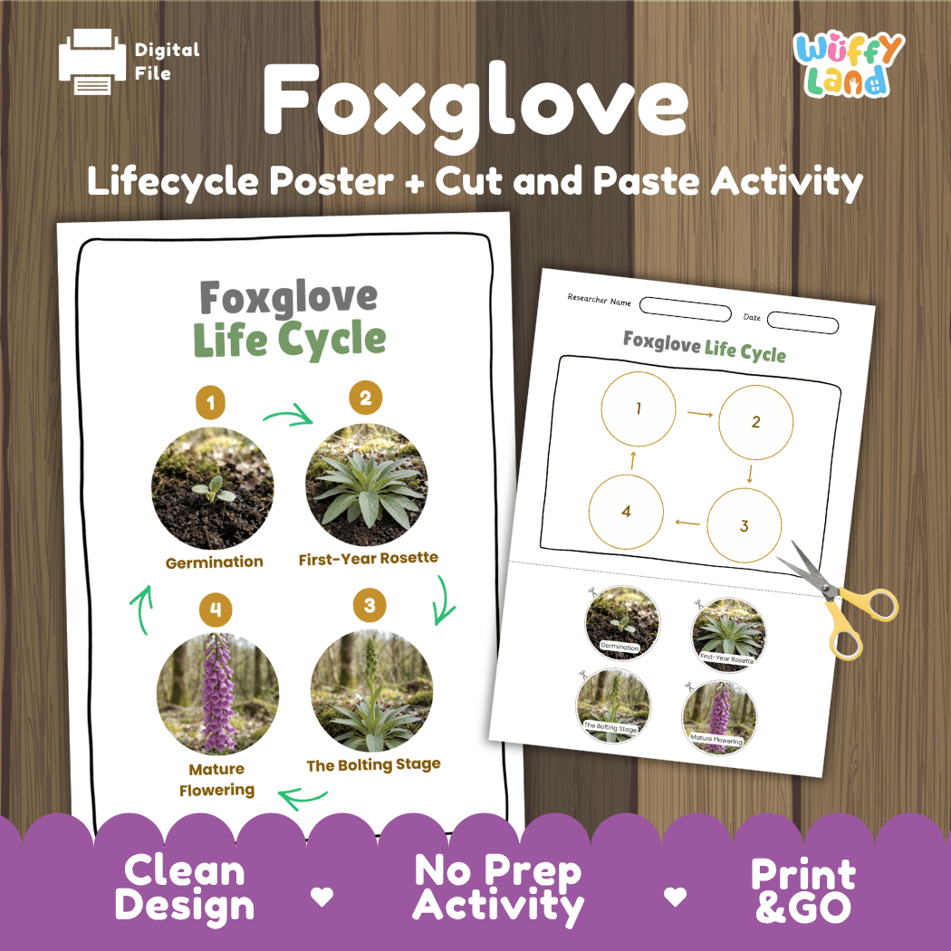Foxglove Life Cycle Poster and Cut and Paste Activity Worksheet