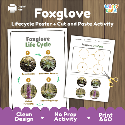 Foxglove Life Cycle Poster and Cut and Paste Activity Worksheet