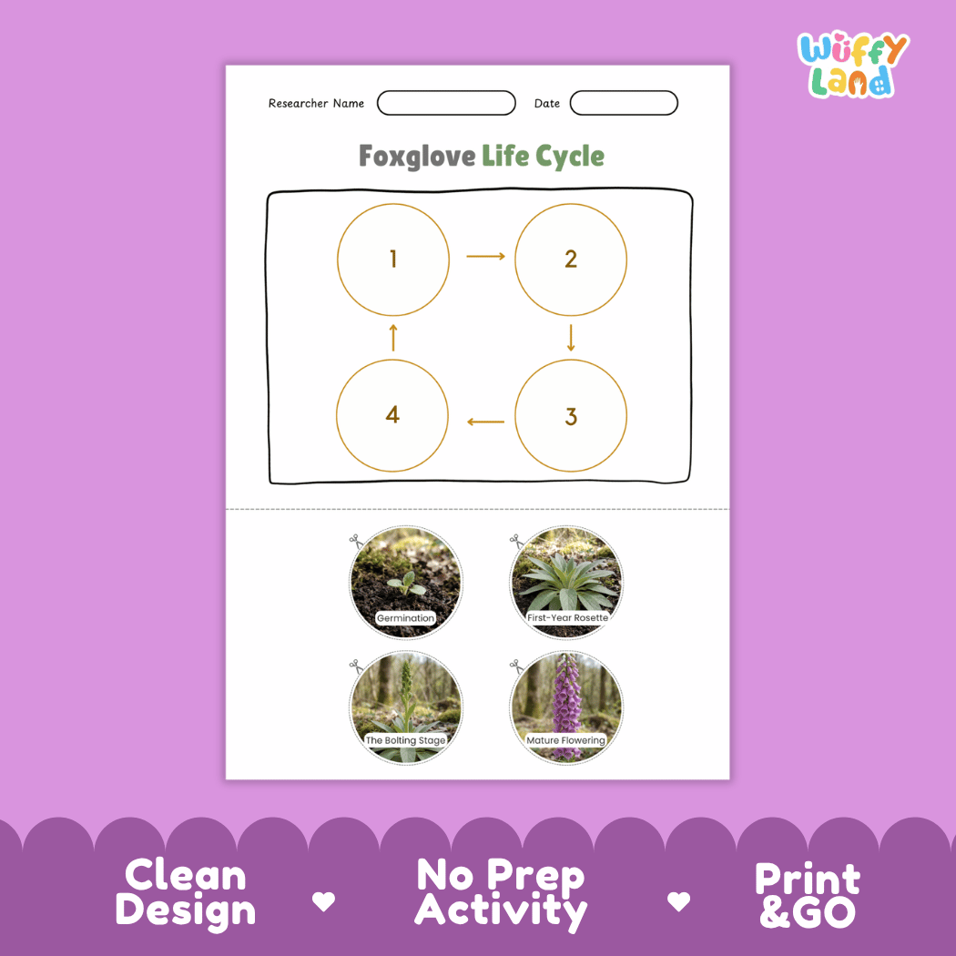 Foxglove Life Cycle Poster and Cut and Paste Activity Worksheet