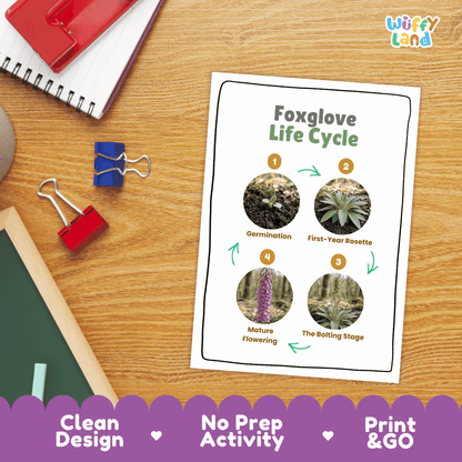 Foxglove Life Cycle Poster and Cut and Paste Activity Worksheet